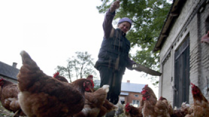 Statul brazilian afirmă că exclude prezența gripei aviare în efectivele comerciale