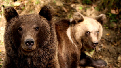 Diana Buzoianu: Feeding bears will be severely punished