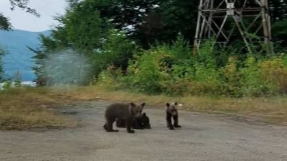 Puii ursoaicei împușcate pe Transfăgărașan nu mai pot fi găsiți. Ministrul Mediului: „Ar fi trebuit să fie relocați imediat după incident”