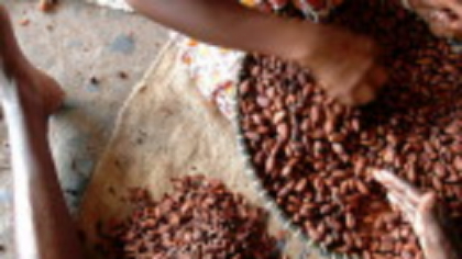 Ce s-a întâmplat cu prețul la cacao: se poate ajunge la turbulențe pe termen scurt