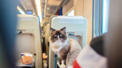 Amenda pe care a primit-o un cuplu într-un tren din cauză că pisica lor a mieunat în vagon. Cât a costat călătoria felinei?