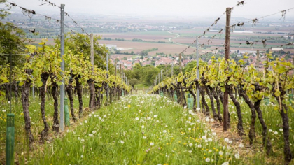Când trebuie plantată vița de vie toamna. Planta va fi mai puternică și mai sănătoasă ca oricând