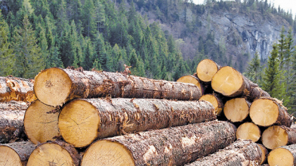 Audit la Romsilva. Curtea de Conturi: O suprafaţă de peste 3,1 milioane de hectare nu este reflectată contabil, iar bunurile aferente acesteia sunt evidenţiate în inventar cu valoarea de zero lei