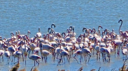 Imagini spectaculoase la malul Mării Negre: Lacul Nuntași s-a umplut de păsări flamingo roz