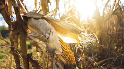În Europa, până la 20% din cifra de afaceri a companiilor se reinvestesc în cercetare. În România, fermierii scot greu bani din buzunar, iar agricultura „se dezvoltă“ cu bani de la stat, 0,01% din PIB