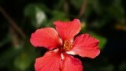 Hibiscus: beneficii și utilizări tradiționale pentru sănătate și frumusețe. La ce este bun ceaiul de hibiscus