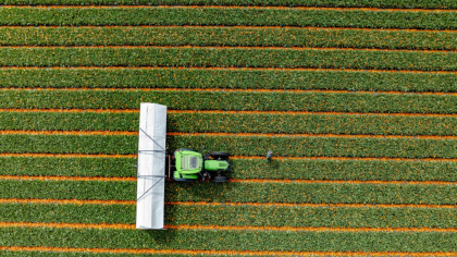 O descoperire care ar putea salva culturile de pesticide: plantele trimit semnale de ajutor, iar insectele le înțeleg