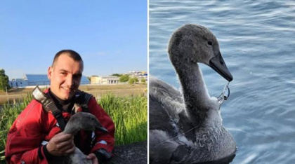 Un pui de lebădă rănit a fost salvat de pompieri la Oradea