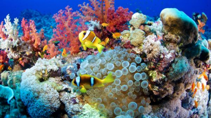 Fosilele dezvăluie, în premieră mondială, 500 de milioane de ani de schimbări în viața oceanelor: „A fost marea lacună”