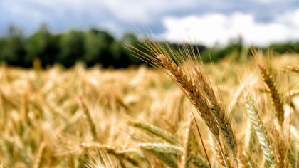 România ar putea avea o recoltă record de grâu. Cea mai mare producție din ultimele trei decenii, așteptată în sezonul agricol 2025-2026