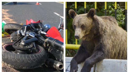 Motociclist ucis de urs pe Transfăgărășan. A fost târât într-o râpă din apropierea barajului Vidraru