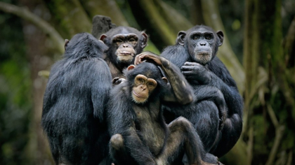 Cimpanzeii care „copiază” moda umană. Ce comportament bizar au dezvoltat animalele din Zambia