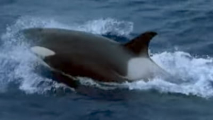Un grup de balene ucigașe a scufundat un iaht turistic în largul coastei portugheze. Ce s-a întâmplat cu oamenii de la bord VIDEO