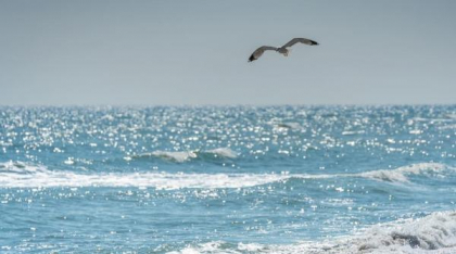 Pericol în Marea Neagră. A apărut o specie de pește extrem de otrăvitoare