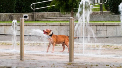Europa se usucă: record total de 46,6°C în Portugalia. Marți va fi și mai cald în unele țări