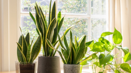 Planta care te scapă de temperatura ridicată din casă. Uită de aerul condiționat!