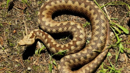 O viperă hibrid, rezultată din încrucișarea a două specii veninoase, a fost identificată în Stiria, Austria