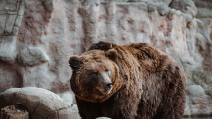 Șeful unui ocol silvic a fost rănit grav de urs. Animalul i-ar fi terorizat pe localnici