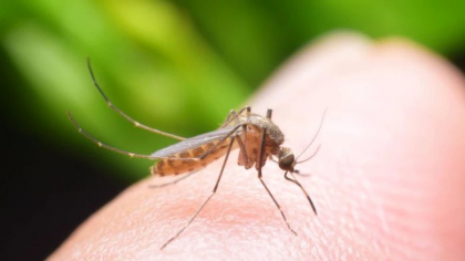 Boli tropicale extrem de grave, transmise de ţânţari, sunt pe cale să devină endemice în Europa. Peste 300 de cazuri în 2024
