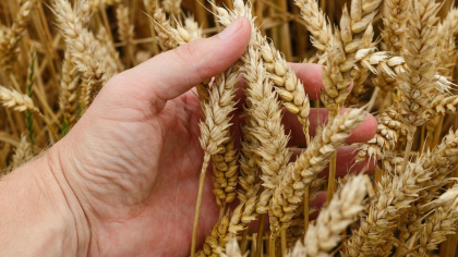 Recoltă istorică în agricultură: România trece pragul de 19 milioane de tone de cereale și rapiță
