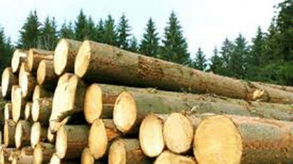 Evaziune fiscală cu lemn de peste 2 milioane de lei în județul Suceava: 43 de persoane și o firmă, urmărite penal