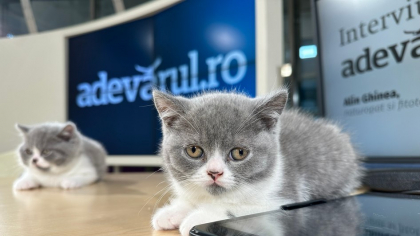 Și pisicile vor plăti TVA mărit. Ce soluții există pentru a proteja animalele de companie?