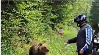 Moarte cumplită pe Transfăgărășan. Un motociclist italian a fost ucis de un urs lângă barajul Vidraru