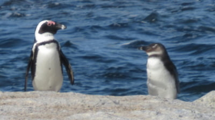 Cercetătorii au descoperit 85 de noi lacuri subglaciare sub calota Antarcticii. „Aceste date sunt esențiale pentru modelele climatice“