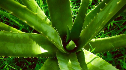 Cu ce trebuie să uzi aloe vera din ghiveci, pentru a avea mereu frunze proaspete? Secretul știut doar de grădinarii de top