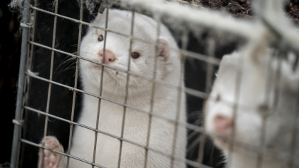 Fermele de blană din Europa sunt în extincție. Probabil că este cea mai răsunătoare victorie a organizațiilor pentru drepturile animalelor