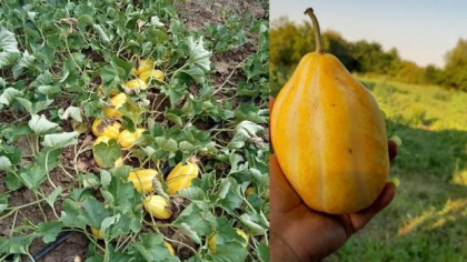 Un tânăr din Arad s-a întors din Germania ca să cultive pepeni cu gust de pară: „Mai este numit și pepene-ananas”