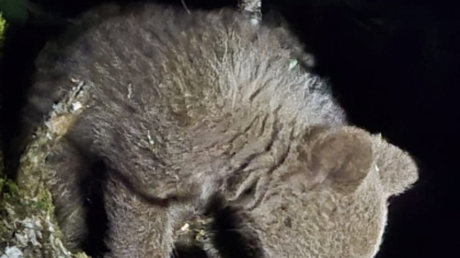 Pui de urs cățărat într-un copac, în curtea unei case. Jandarmii au îndepărtat animalul folosind o petardă
