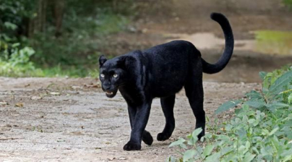 Alertă în Giurgiu, unde ar fi ajuns pantera neagră dispărută în Bulgaria. Apelul alarmant dat la 112