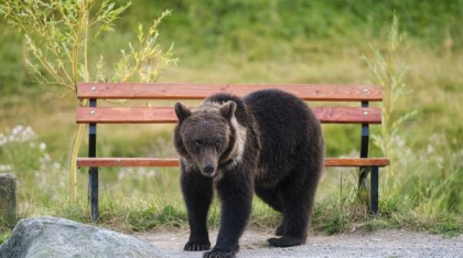 Alertă de urs în municipiul Miercurea Ciuc