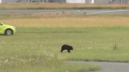 Haos pe un aeroport din Japonia. Mai multe zboruri au fost anulate din cauza unui urs care stătea pe pistă