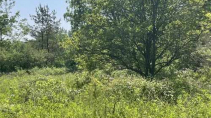 Iluzie optică virală | Aflați unde se ascunde cerbul în pădure!