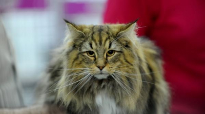 Cele mai frumoase nume de pisici: idei adorabile pentru noul tău companion