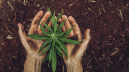 CBD, un compus organic din planta de cannabis, a fost descoperit într-o buruiană braziliană, care crește în toată țara