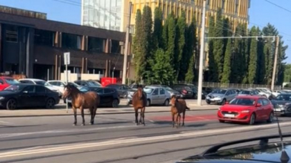 Trei cai au blocat traficul în Cluj, stând în mijlocul drumului. Șoferii, obligați să meargă pe contrasens