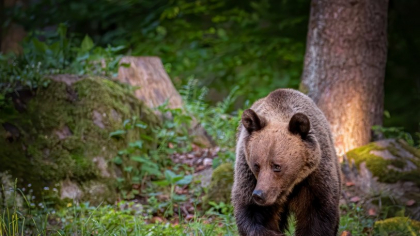 Mesaje Ro-alert transmise populației după ce un urs a intrat în curtea mănăstirii Sinaia