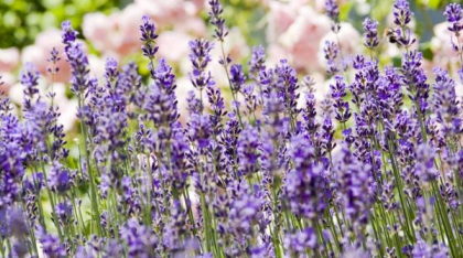 Câte tipuri de lavandă există și cum o alegi pe cea perfectă pentru grădina ta. Ghid complet de plantare