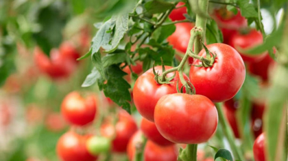 Legumele pe care nu trebuie să le plantăm sub nicio formă lângă roșii. Ce culturi pot afecta dezvoltarea răsadurilor în grădină