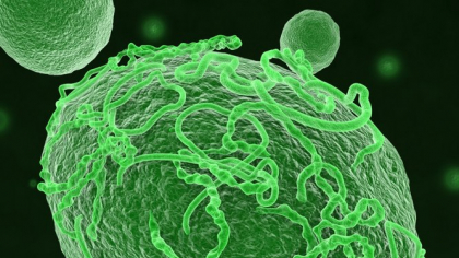 Focarul de Ebola din Congo a provocat 31 de decese