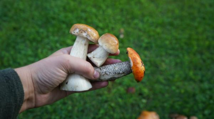 Care este primul lucru pe care trebuie să-l faci dacă ai consumat ciuperci otrăvitoare