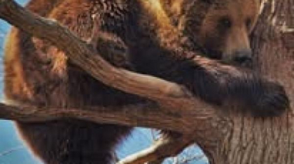 Doi ursuleți de 3 luni, care au stat două zile într-un copac din Săcele, la sanctuarul Libearty