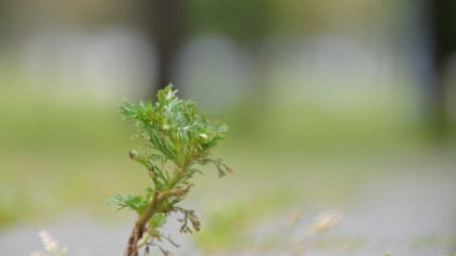 Ce obișnuiau să bea bunicii noștri după mese grele, ca să nu le cadă mâncarea greu la stomac. Leacul natural pe care l-am uitat