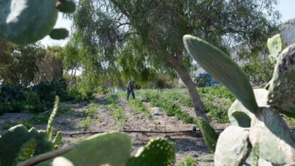 Fermierul care păstrează vie tradiția și aromele din Santorini: „Cel mai important sfat pe care l-am primit a fost să observ pământul”