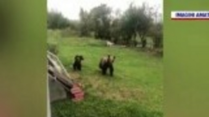 O ursoaică cu doi pui creează panică într-un sat din Mureș. Localnicii se plâng de atacuri tot mai dese. „Mi-a rupt gardul”