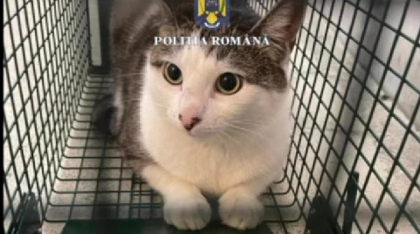 Două pisici au fost salvate dintr-un apartament din București. Au rămas singure după ce stăpâna lor a murit