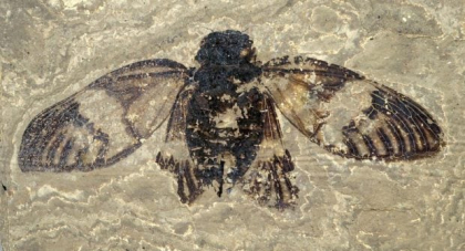 Cea mai veche cicadă din Europa: fosilă de 47 milioane de ani, capabilă să „cânte”